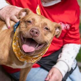 Team Page: Georgetown PAWfessionals